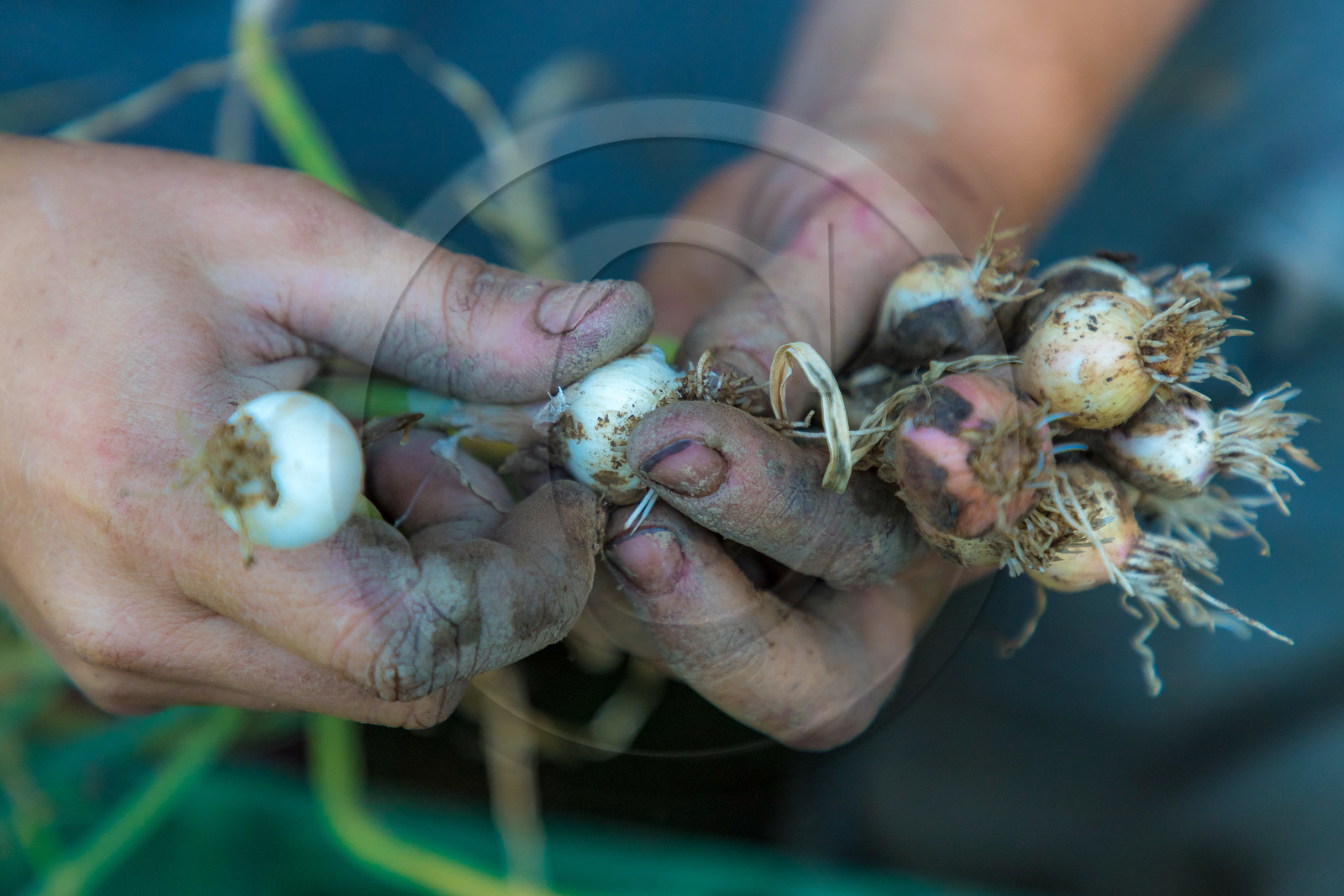LéguMontagne, Sylvie Jaussaud et  Bertille Gieu, Maraîchères bio
