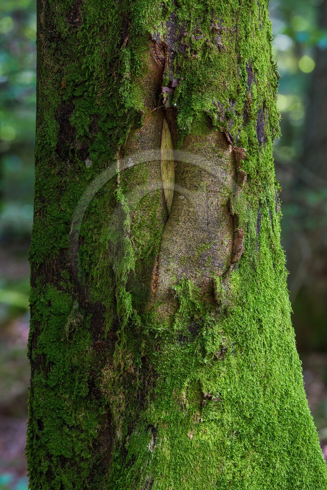 ENS de l'Isère,Tourbières du Peuil