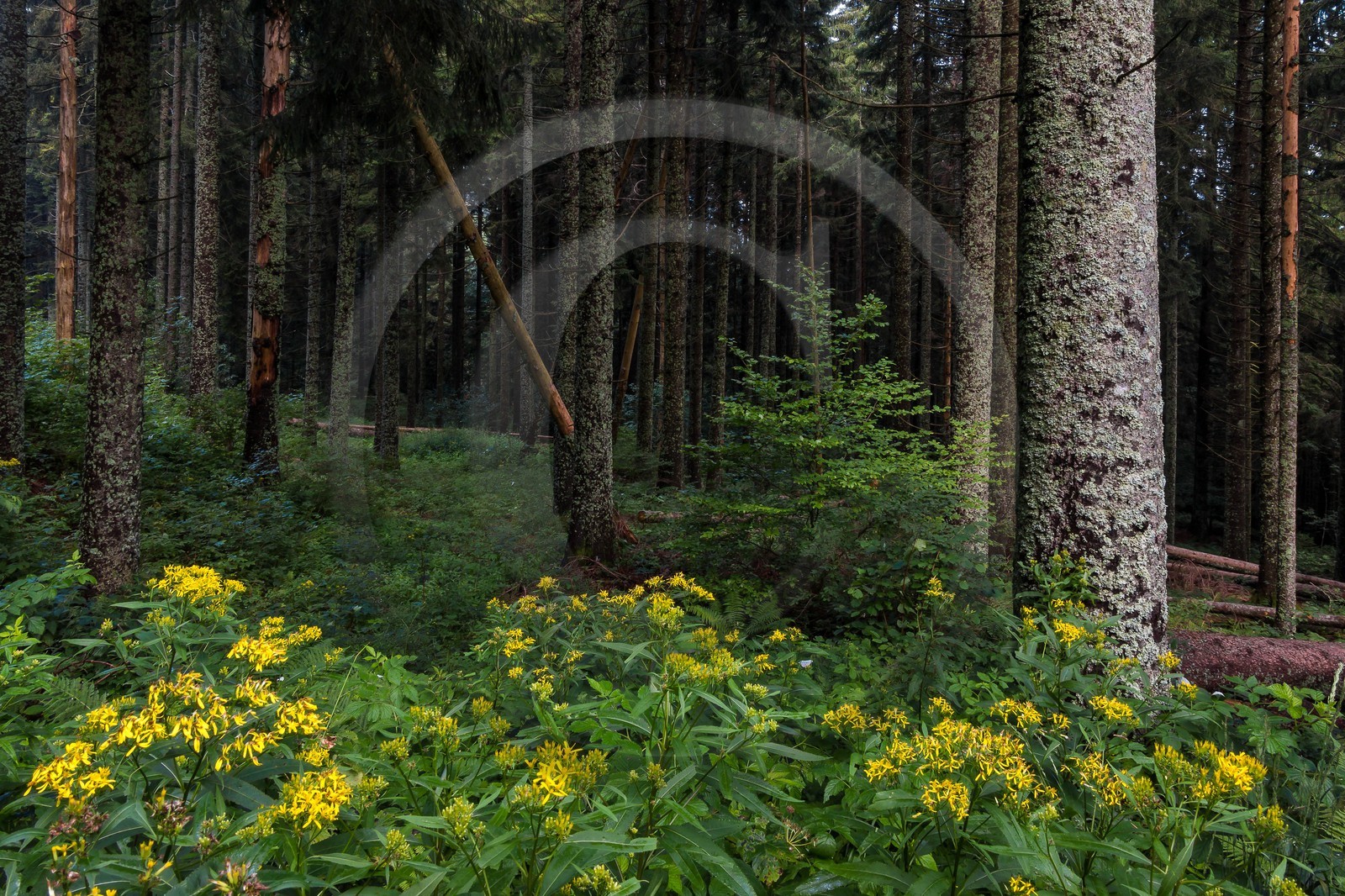 ENS de l'Isère, Les Ecouges