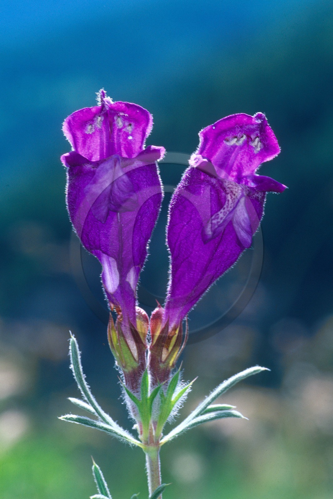 Dracocéphale d'Autriche, Dracocephalum austriacum