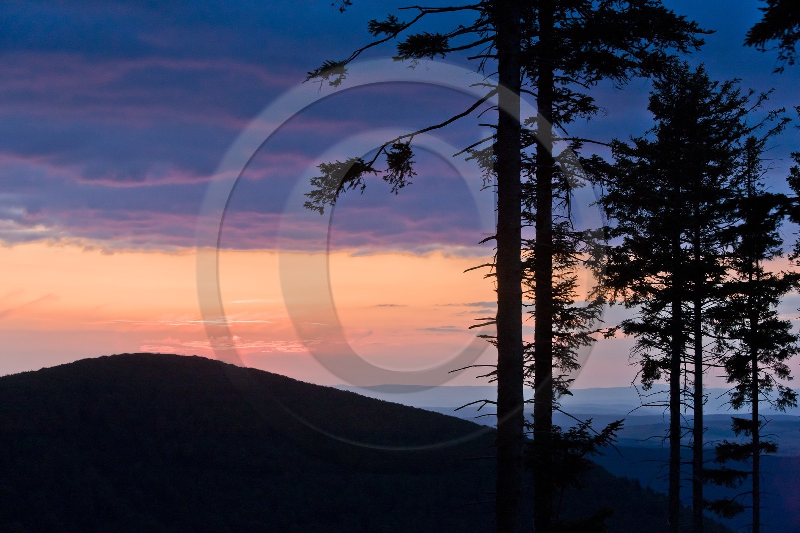 Parc national des Cévennes, forêt du Mont Aigoual