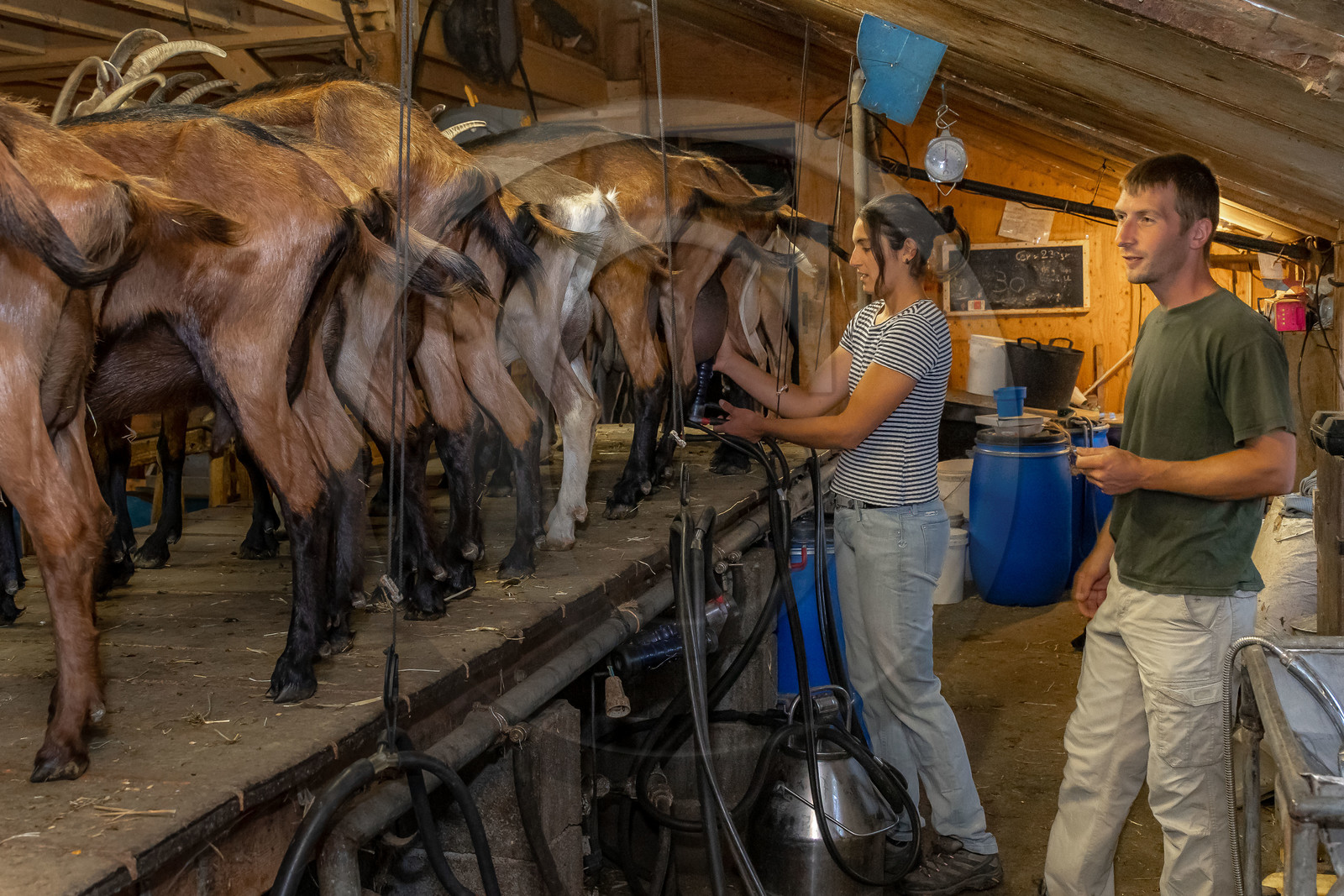 Ferme du Bayle, traite des chèvres