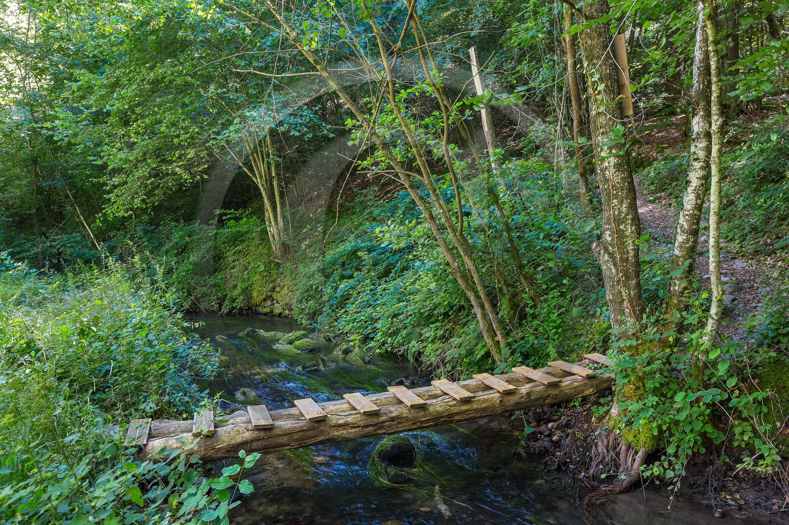 ENS de l'Isère, étang de Cote Manin