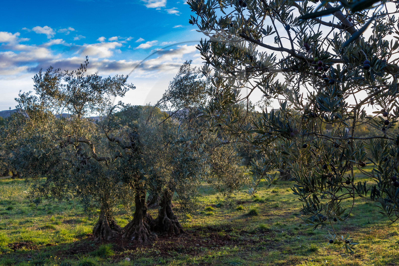 Oliveraie de la vallée des Baux de Provence