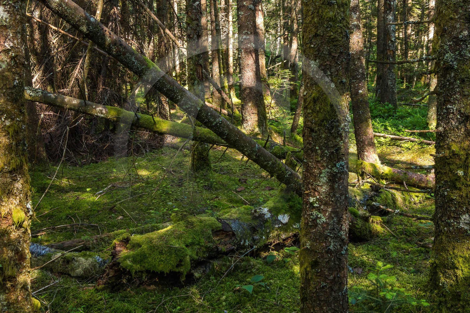 ENS de l'Isère, Marais des Seiglières