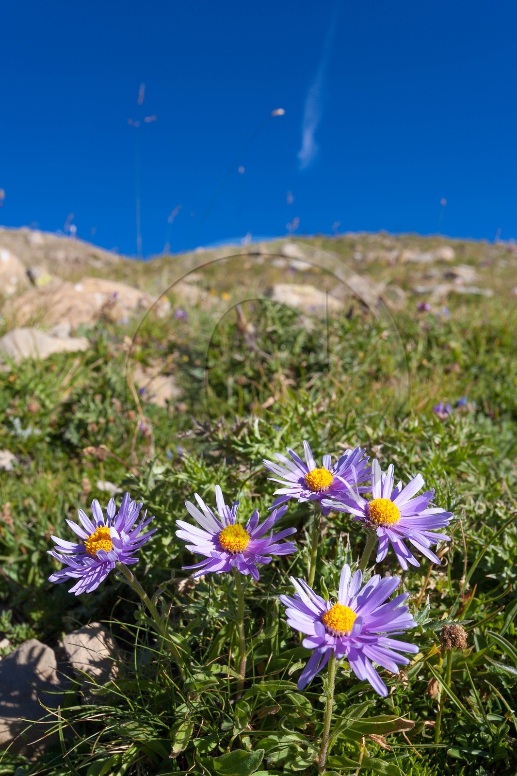 Aster des Alpes, Aster alpinus