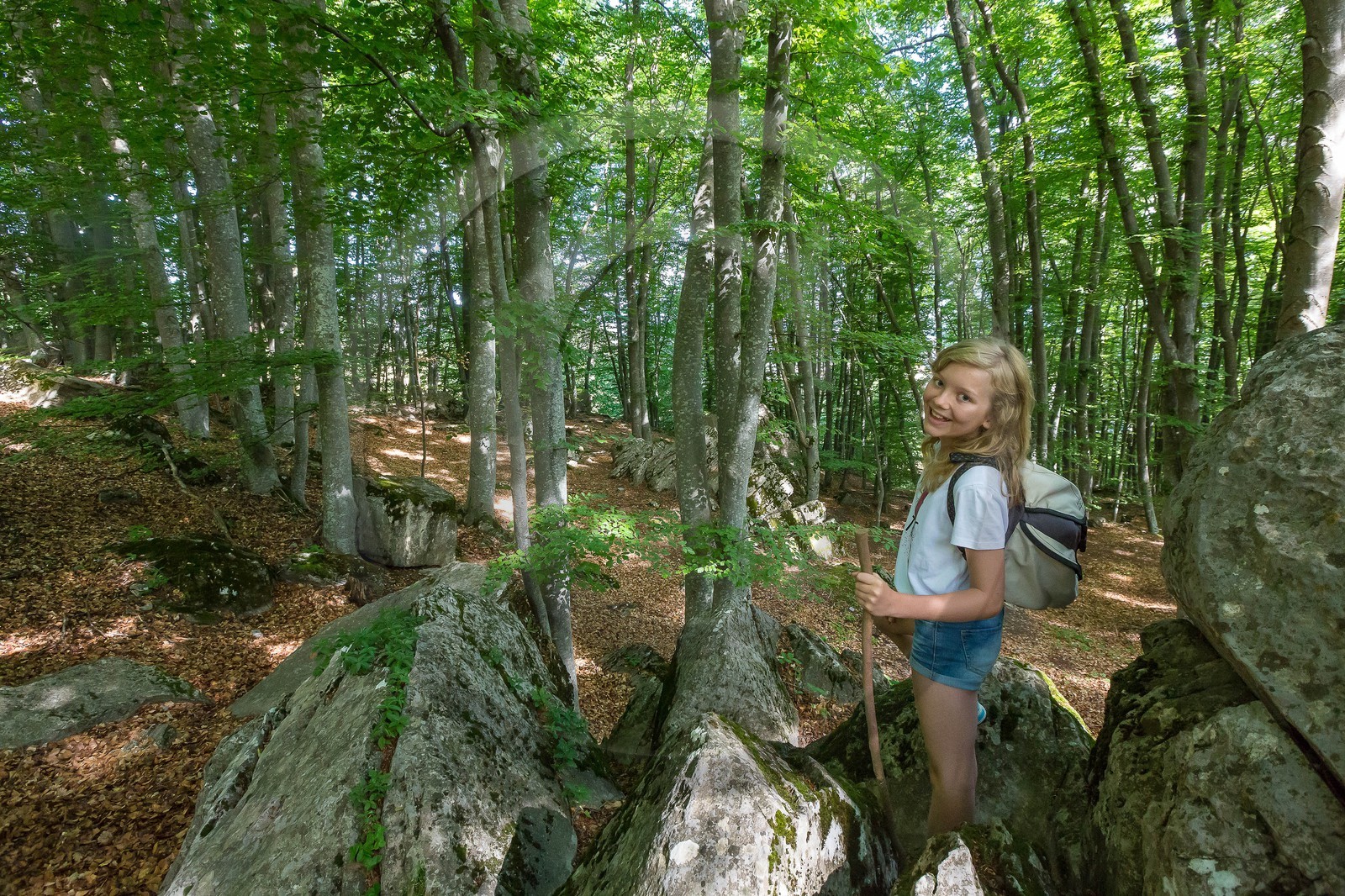 Alpes de Haute-Provence, hêtraie de Pontis