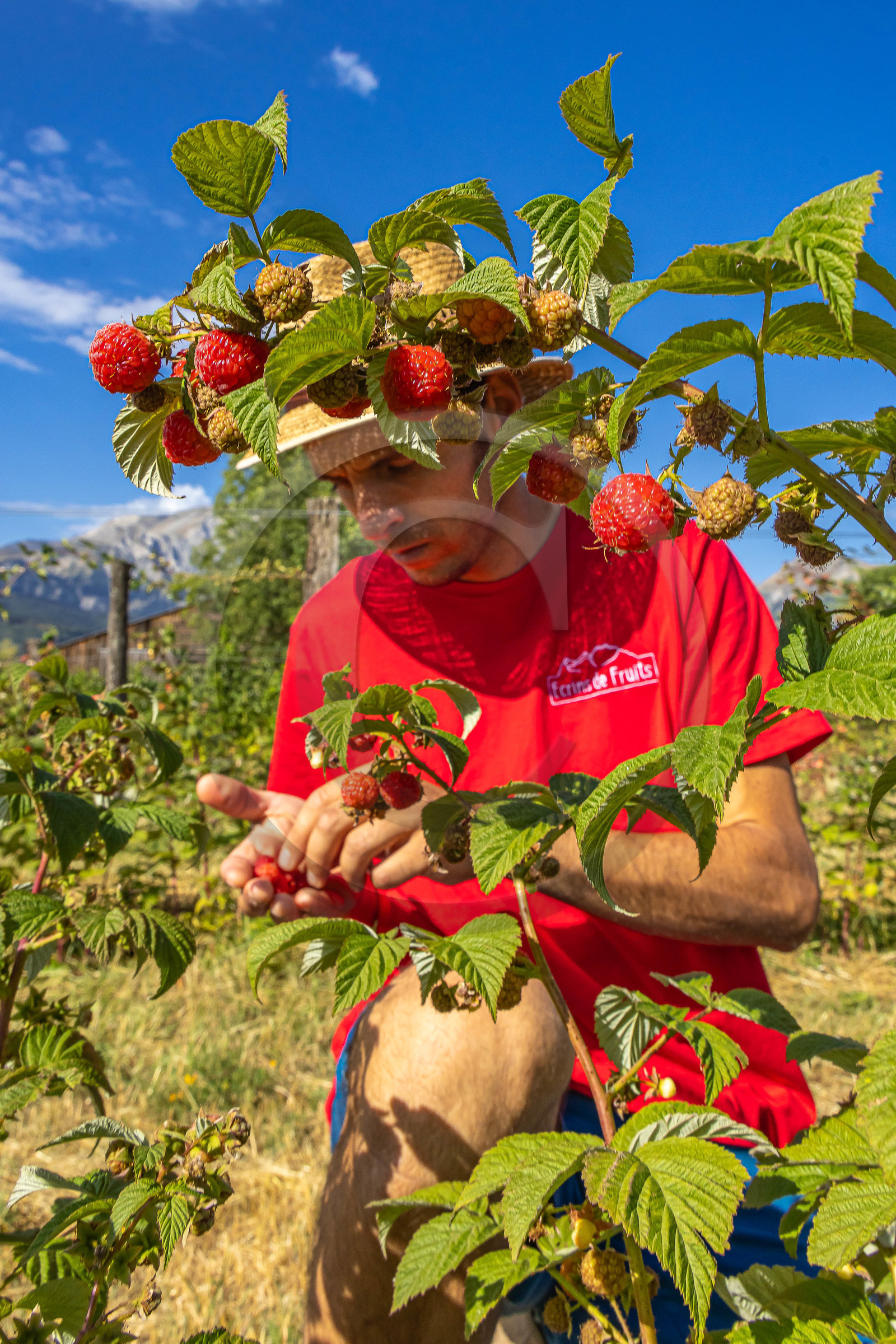 Ecrins de fruits, producteur de fruits rouges