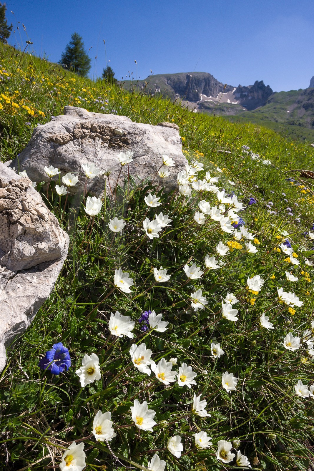 Dryade à huit pétales, Dryas octopetala