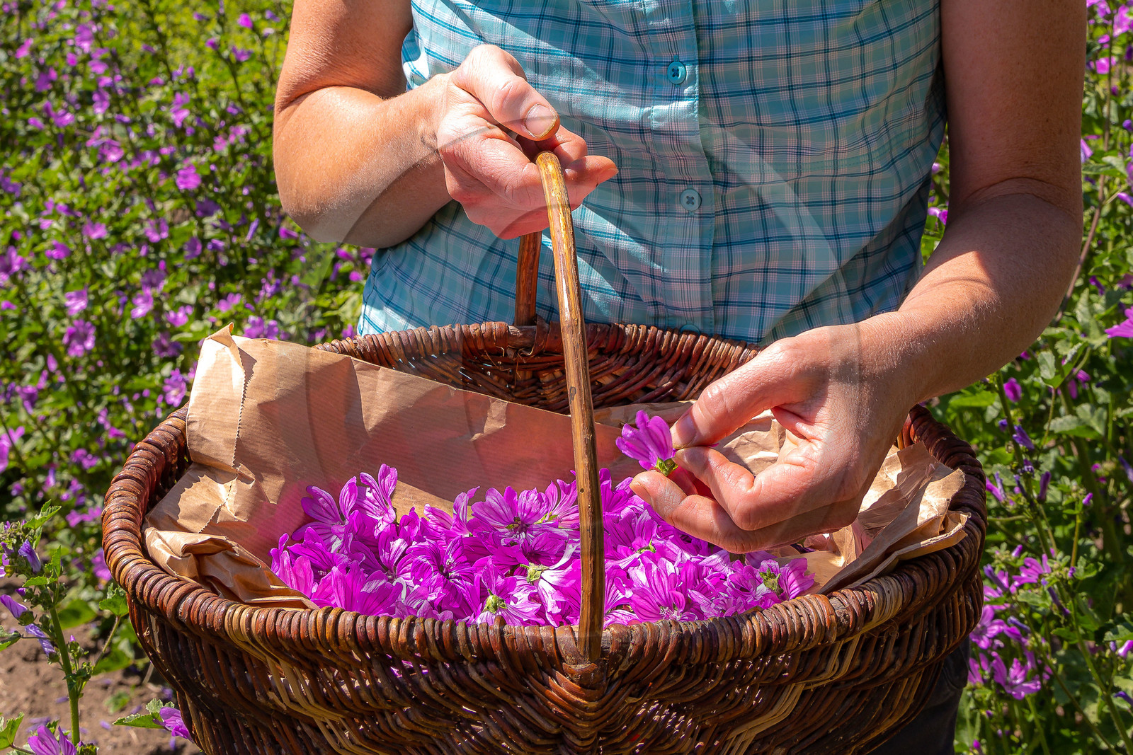 Les cueillettes du Lauzet, mauve de Mauritanie, malva mauritania