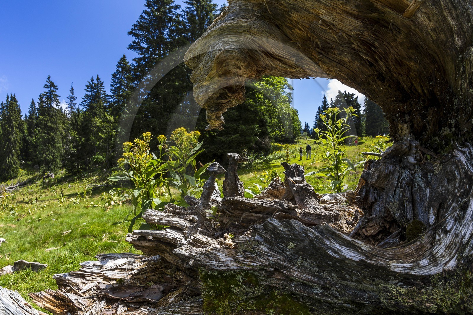 ENS de l'Isère, Plateau de la Molière et du Sornin