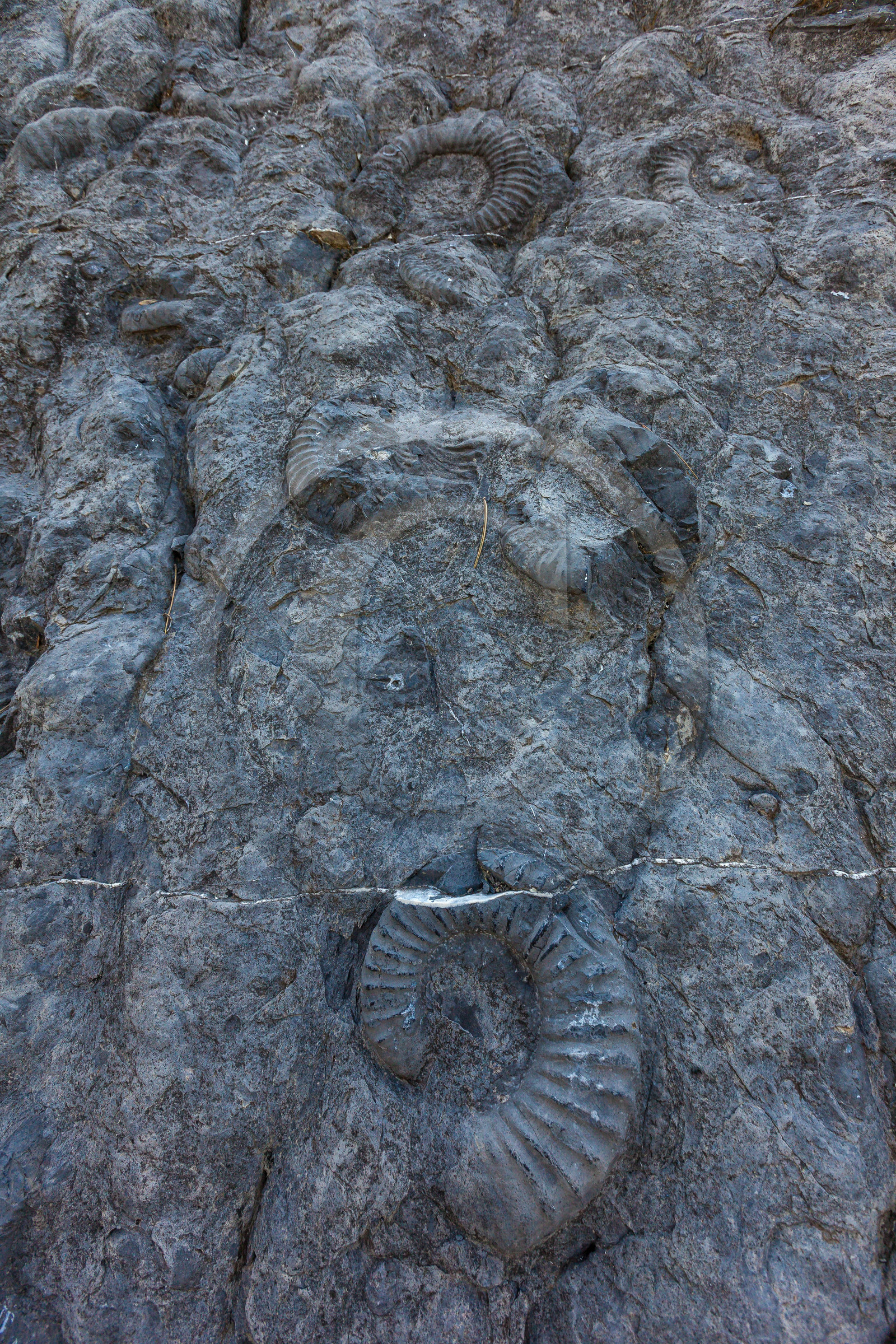 Dalle à ammonites