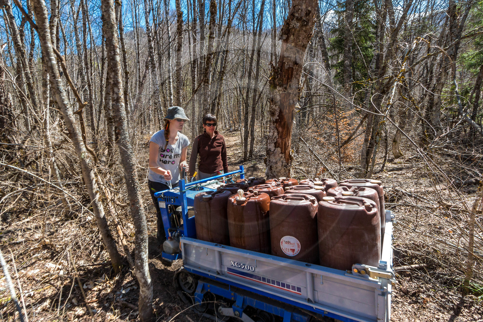 Récolte de sève de bouleau
