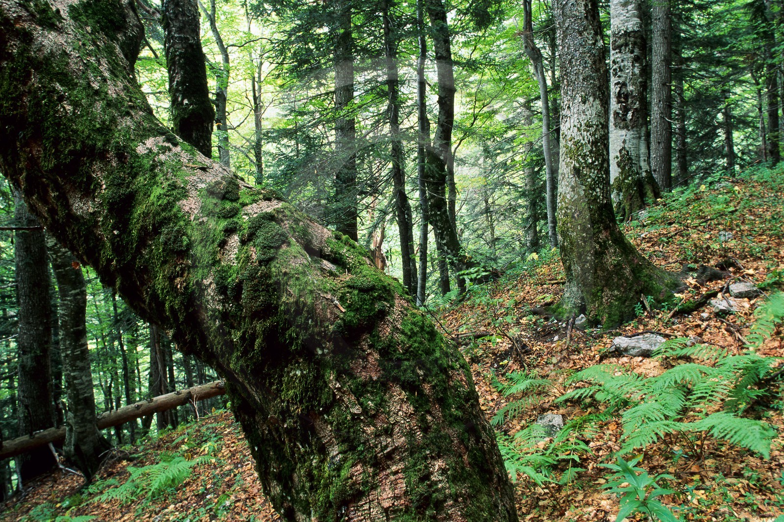 Bois du Chapitre