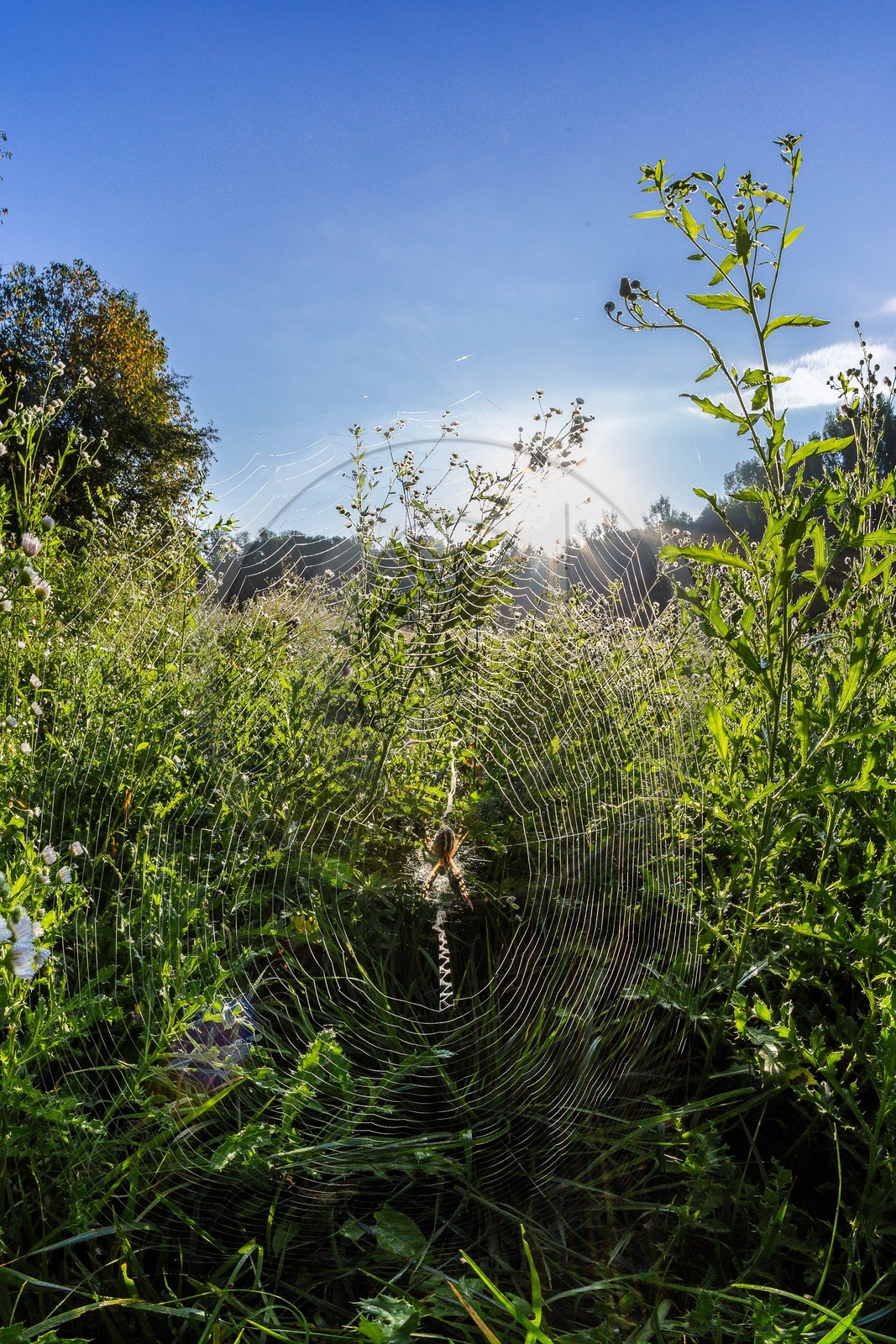 ENS de l'Isère, étang de Mai