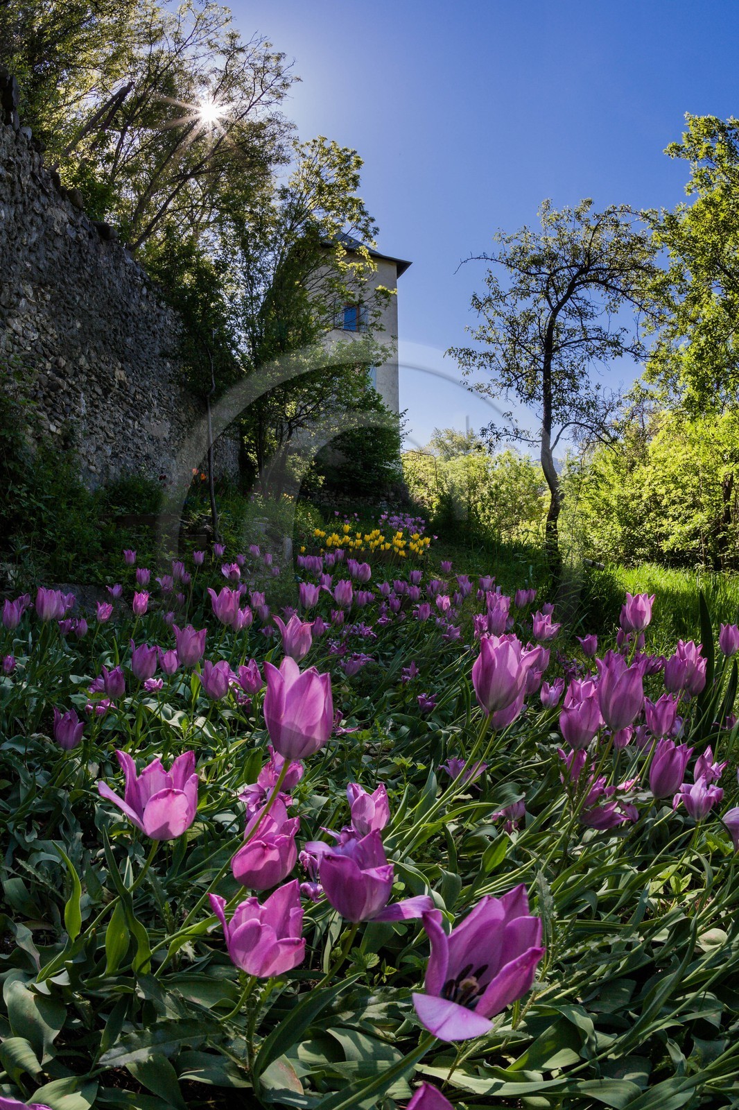 Tulipe de Guillestre, Tulipa platystigma