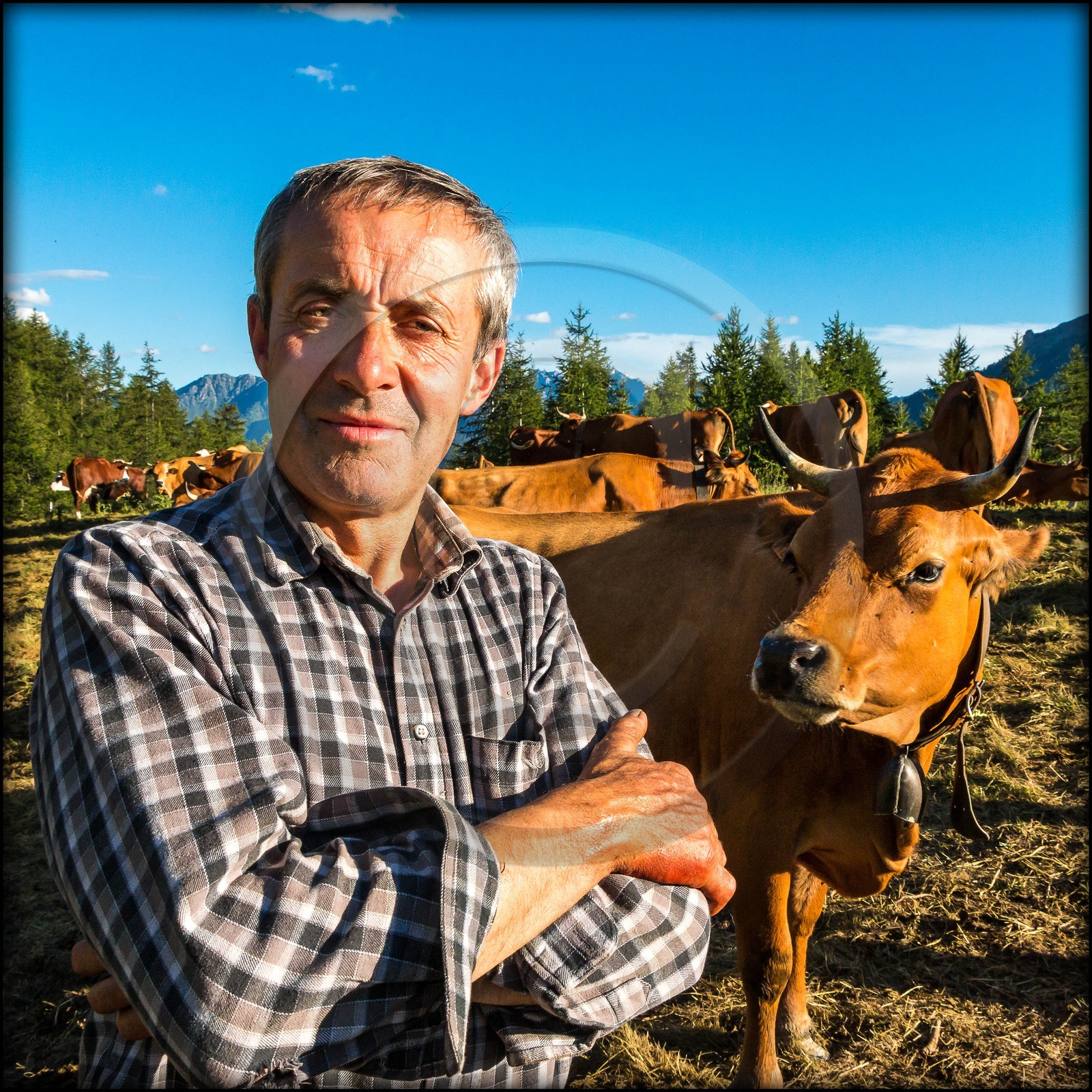 Arvieux, Christian Blanc éleveur de tarines