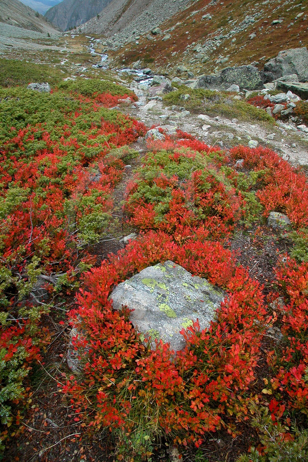 Myrtille, Vaccinium myrtillus