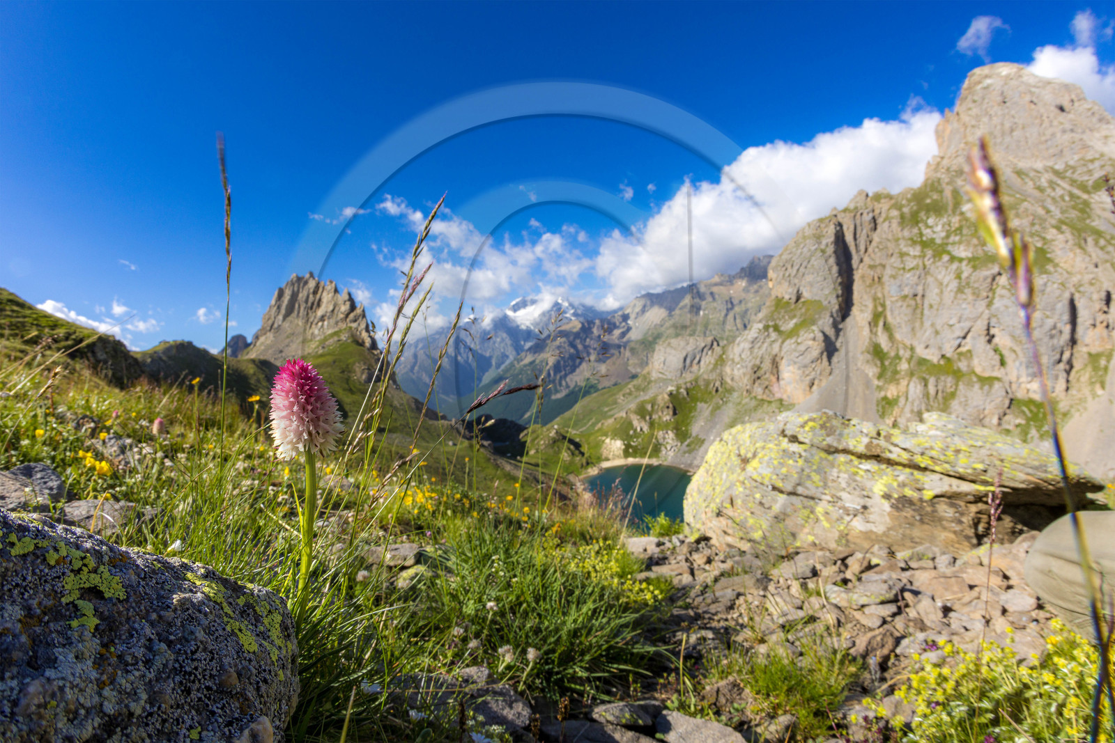 Nigritelle de Cornelia, Grand Lac de Monêtier-les-Bains