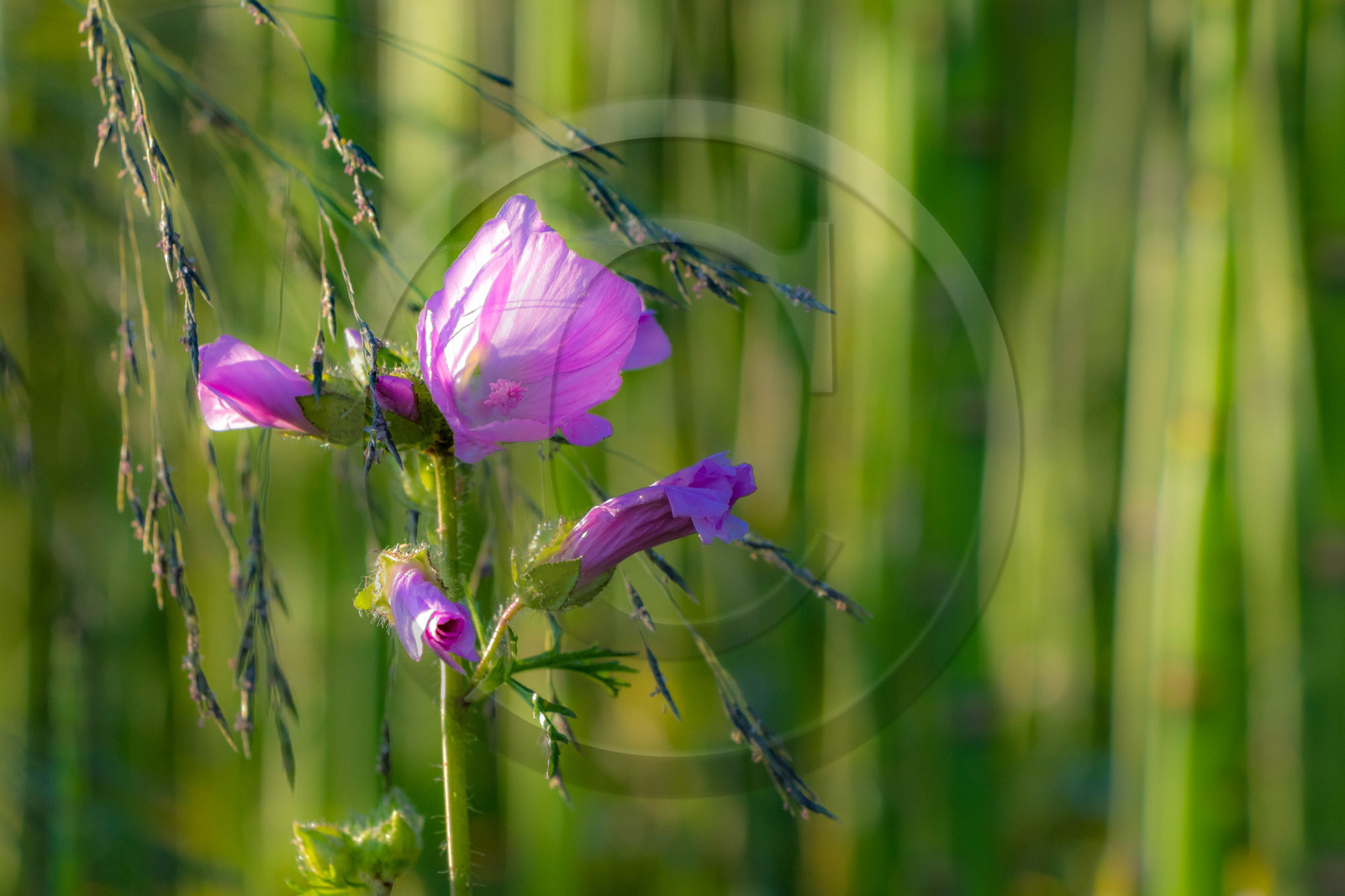 Les jardins de l'eau du Pré Curieux