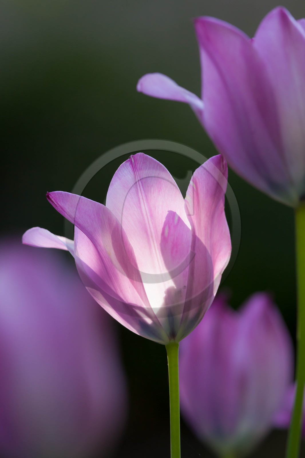 Tulipe de Guillestre, Tulipa platystigma