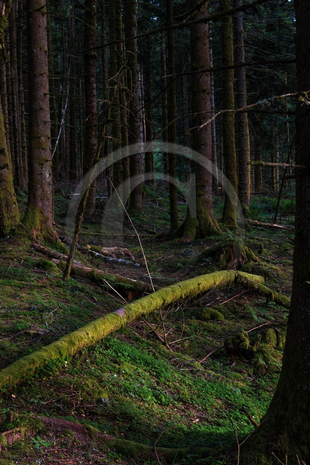 ENS de l'Isère, Marais des Seiglières