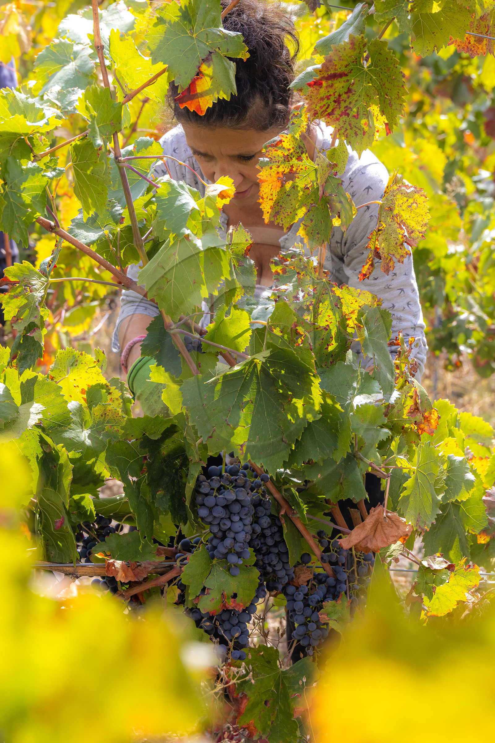 Domaine du Mont Guillaume