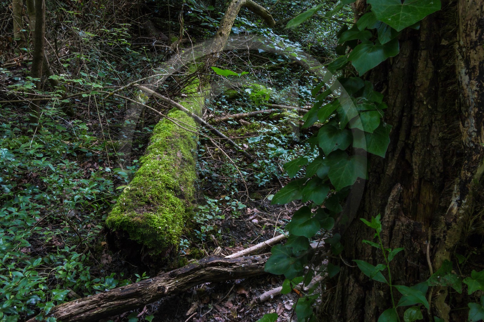 ENS de l'Isère, bois de la Bâtie