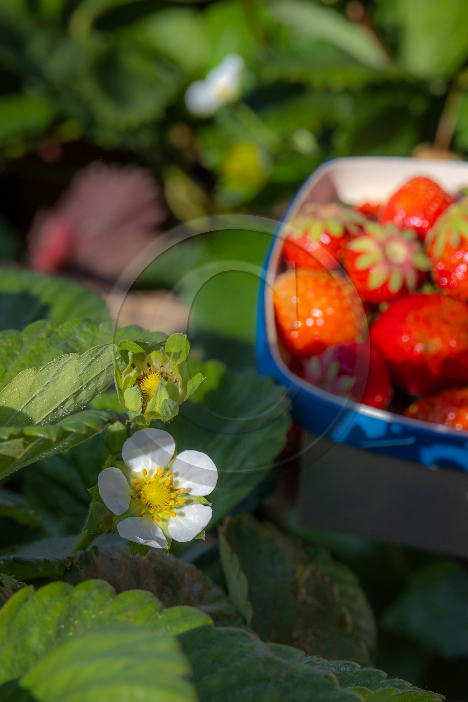 Ecrins de fruits, producteur de fruits rouges