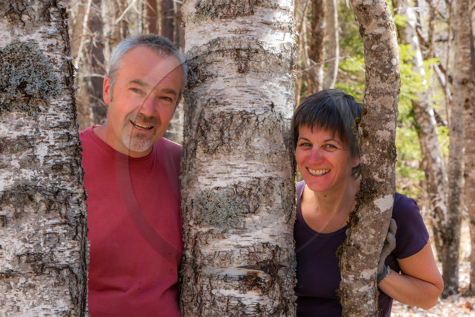 Récolte de sève de bouleau