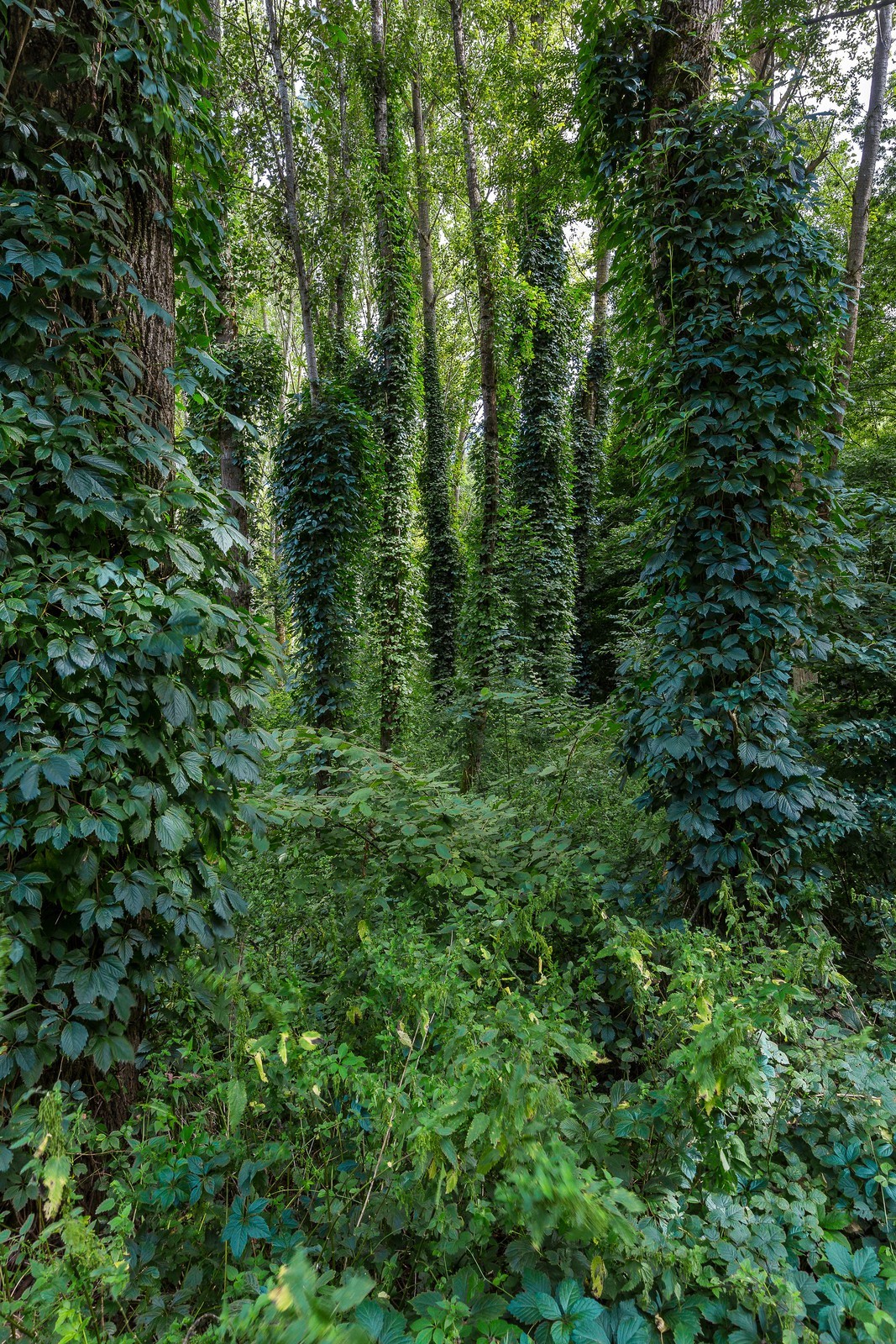 ENS de l'Isère, Boucle des Moïles