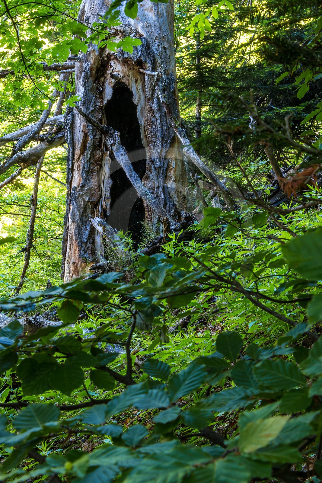 Bois du Chapitre, forêt domaniale de Gap-Chaudun