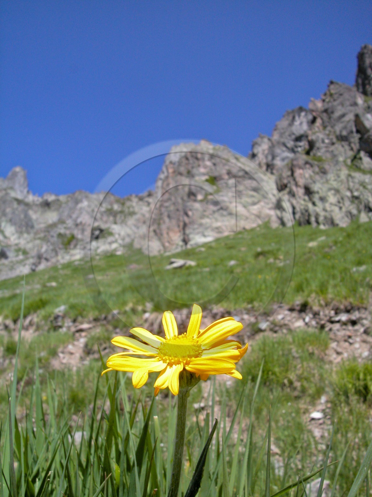 Arnica des montagnes, Arnica montana