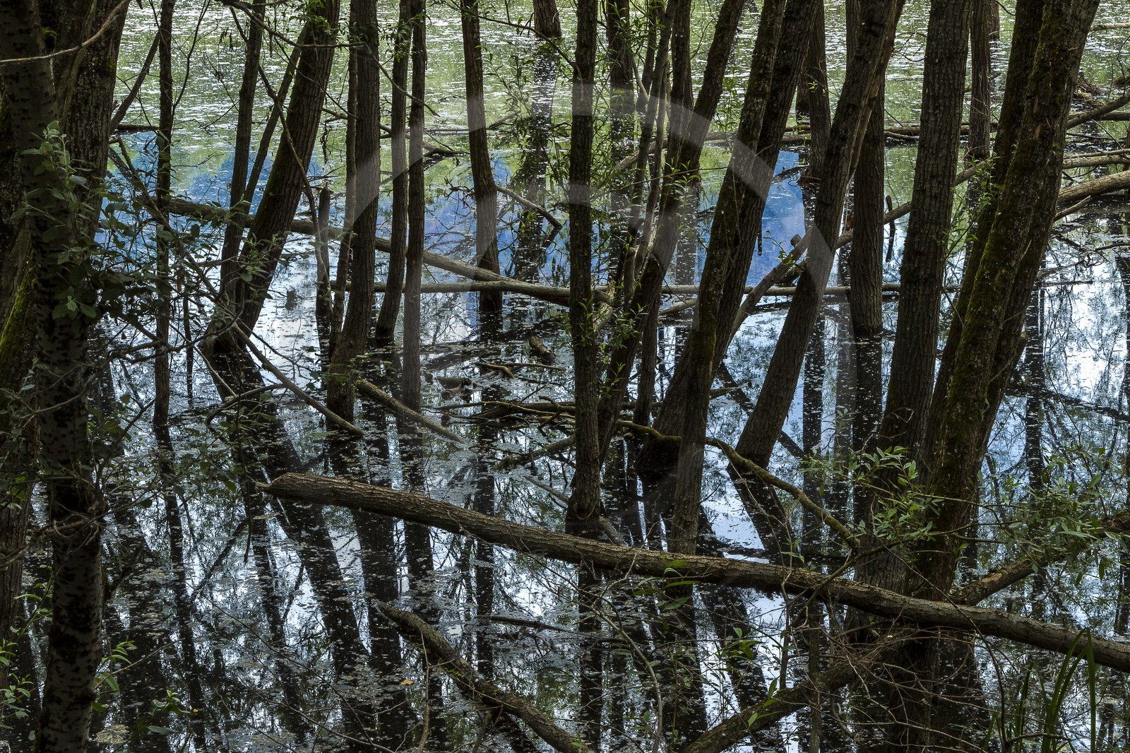 ENS de l'Isère, bois de la Bâtie