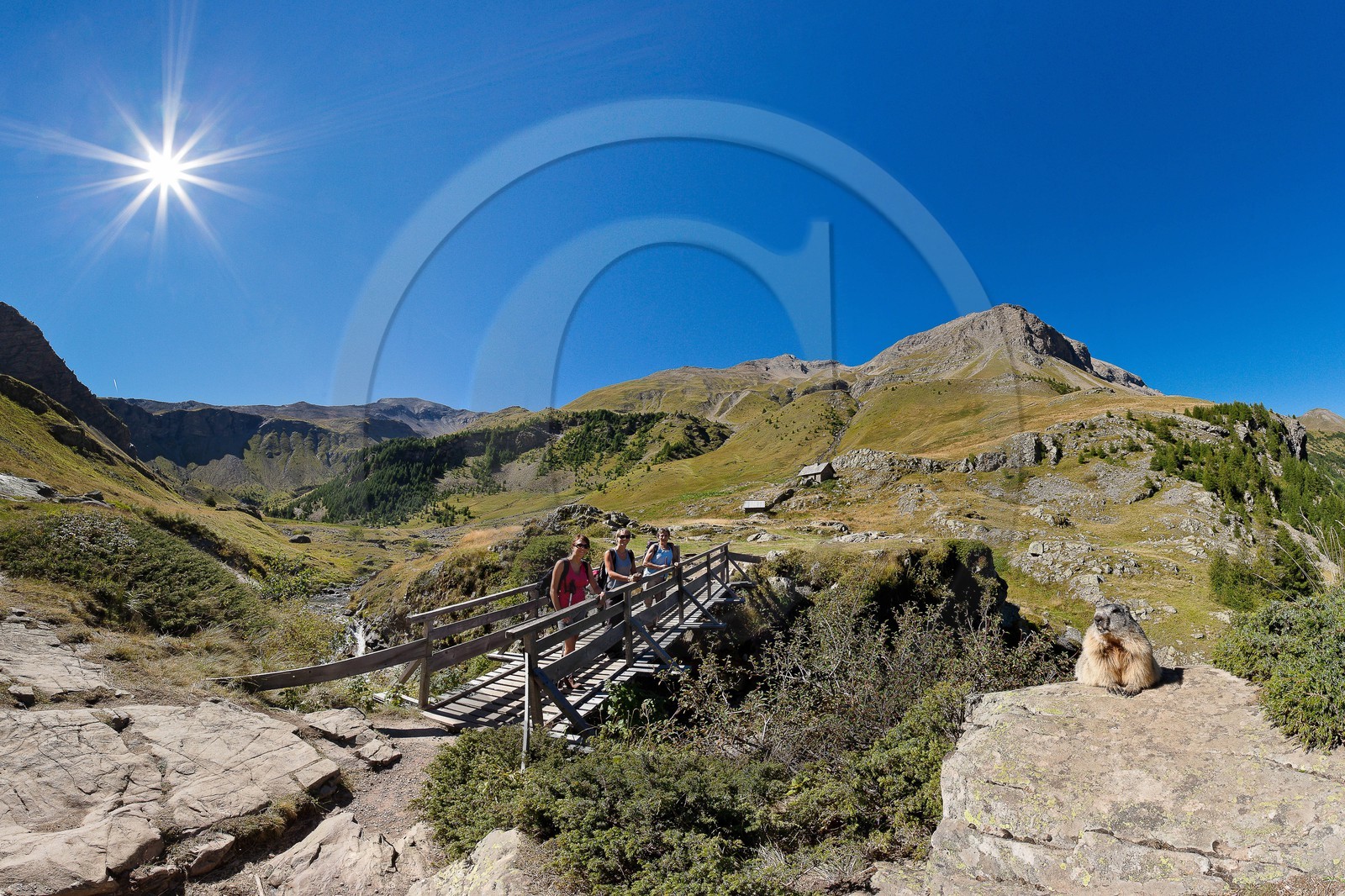 Randonnée vers le Saut du Laire, marmotte