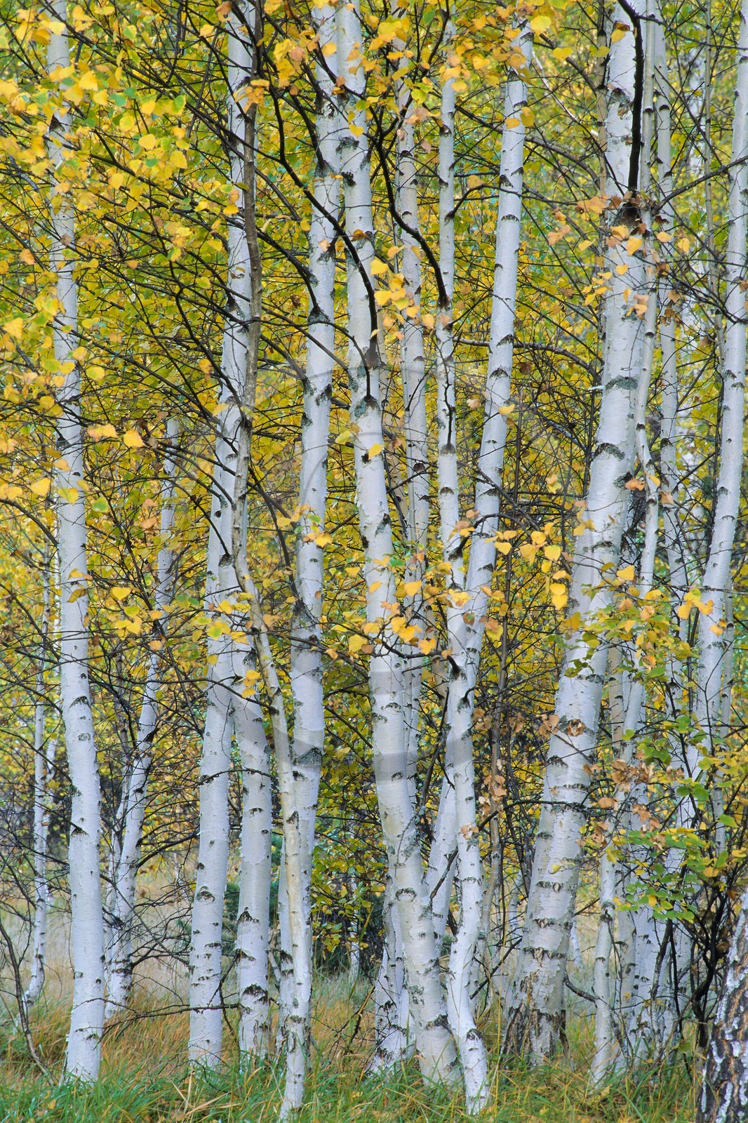 Forêt de bouleau