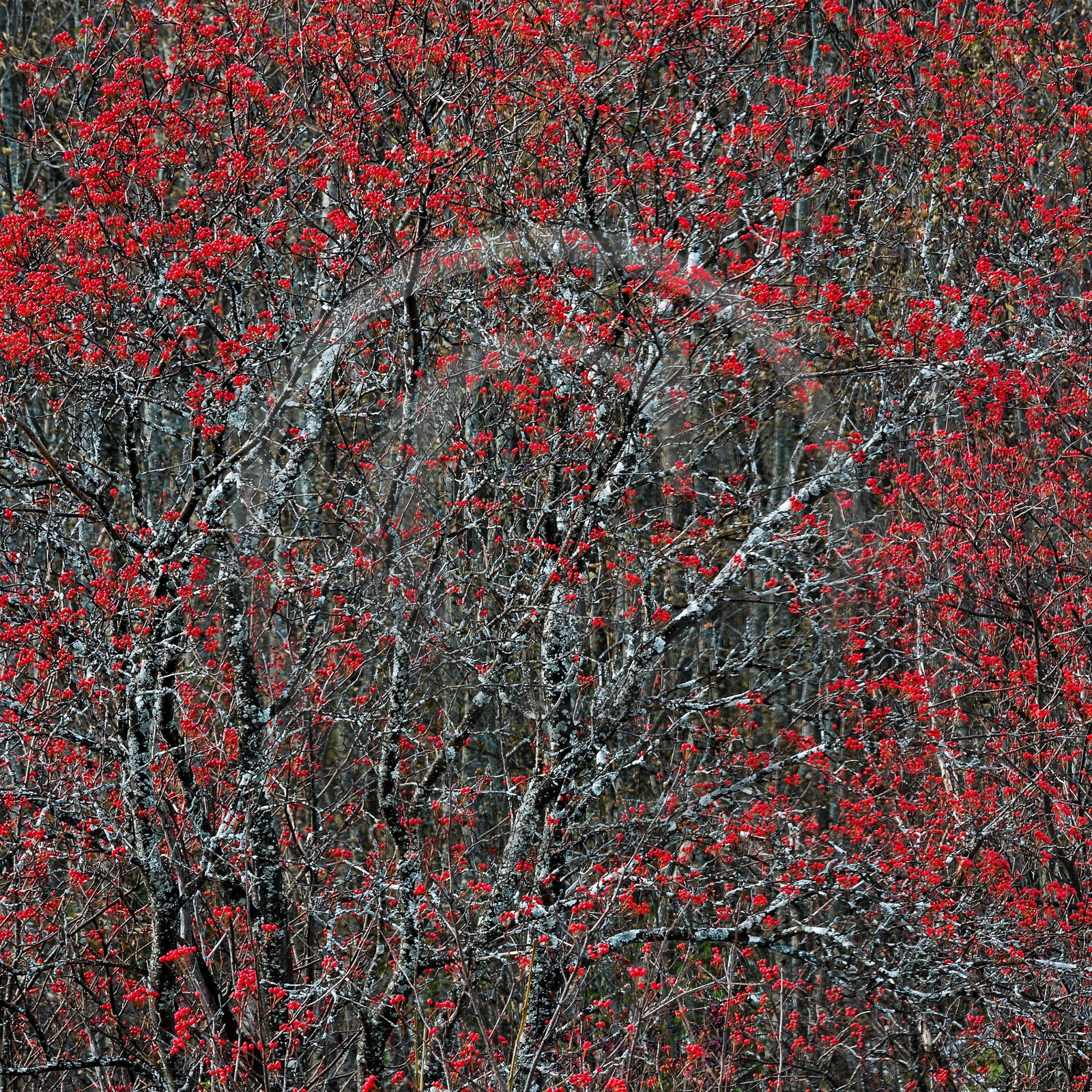 Col d'Ornon, sorbier des oiseleurs (Sorbus aucuparia L.)