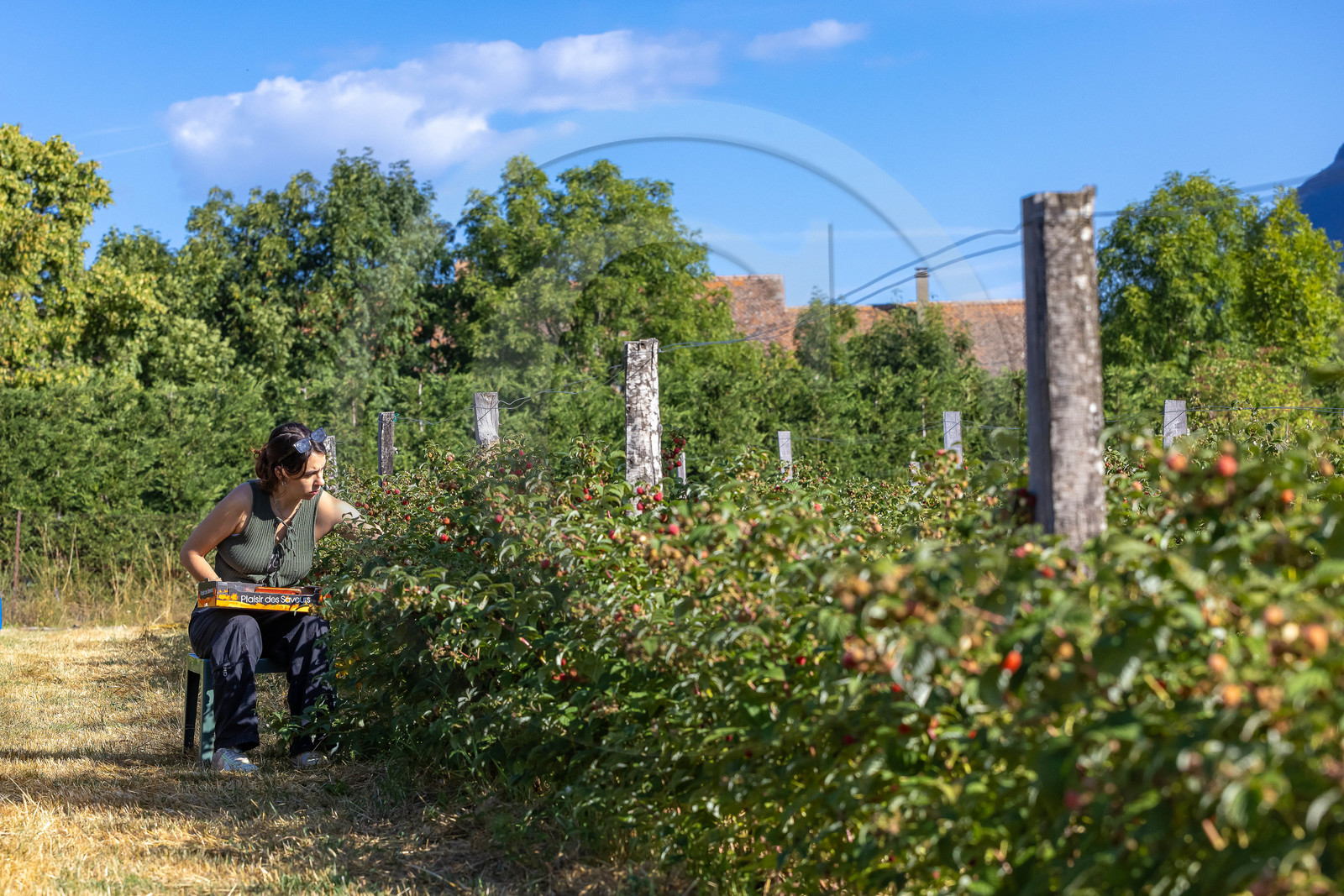 Ecrins de fruits, producteur de fruits rouges