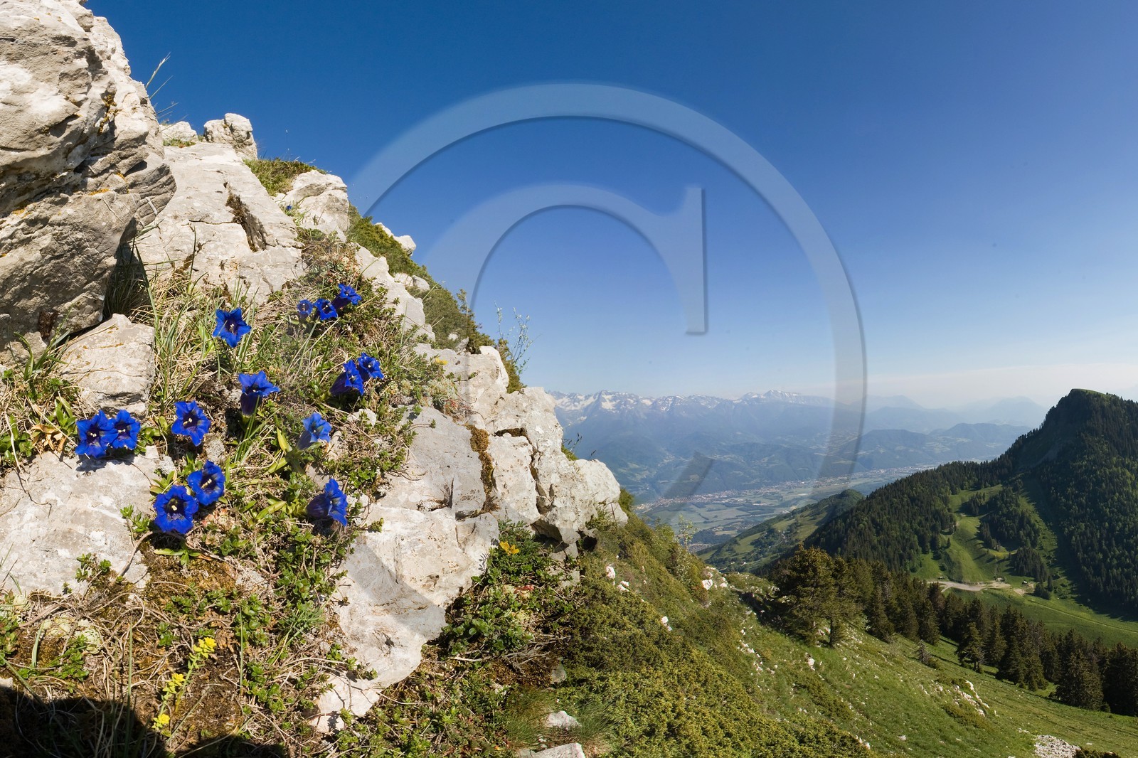 Gentiane acaule, Gentiana acaulis