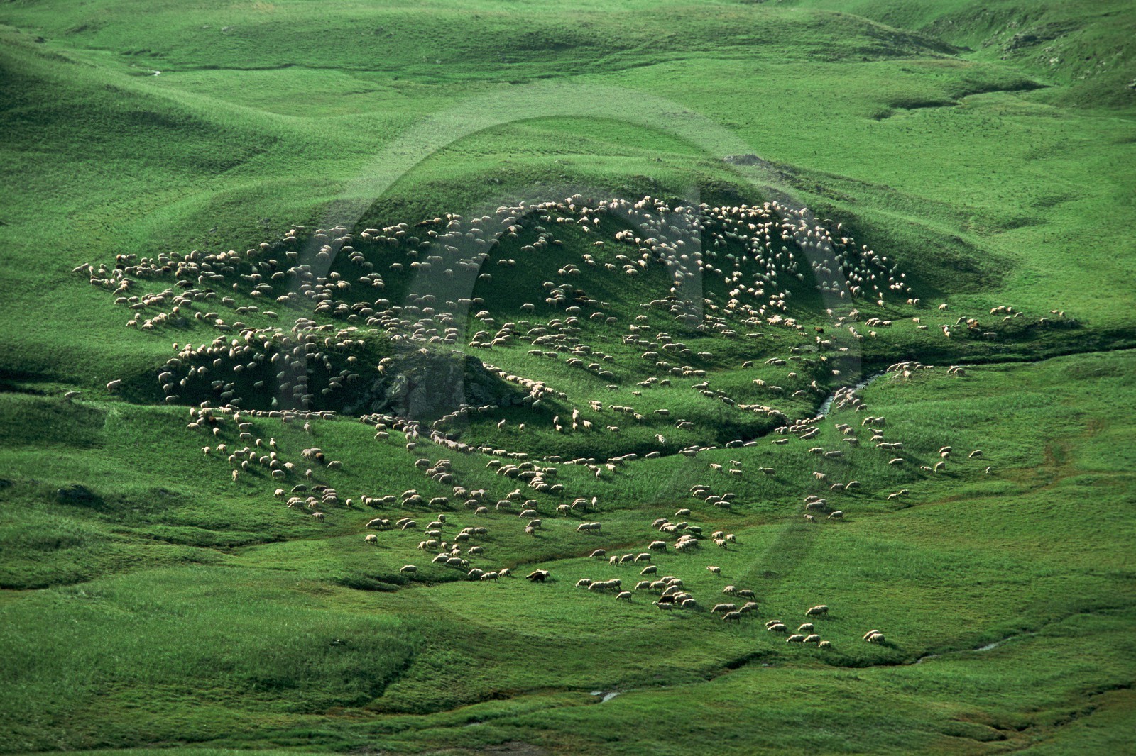 Alpage de Jujal, Le Bailou, berger