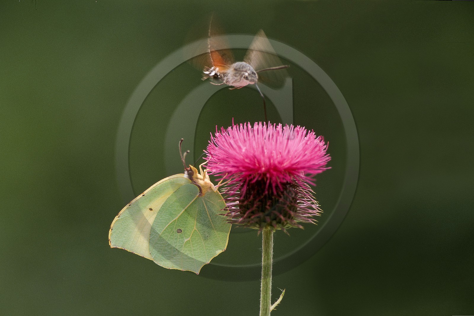 papillon, citron, gonepterix rhamni et Moro sphinx ou Sphinx colibri ou Sphinx du caille-lait (Macroglossum stellatarum)