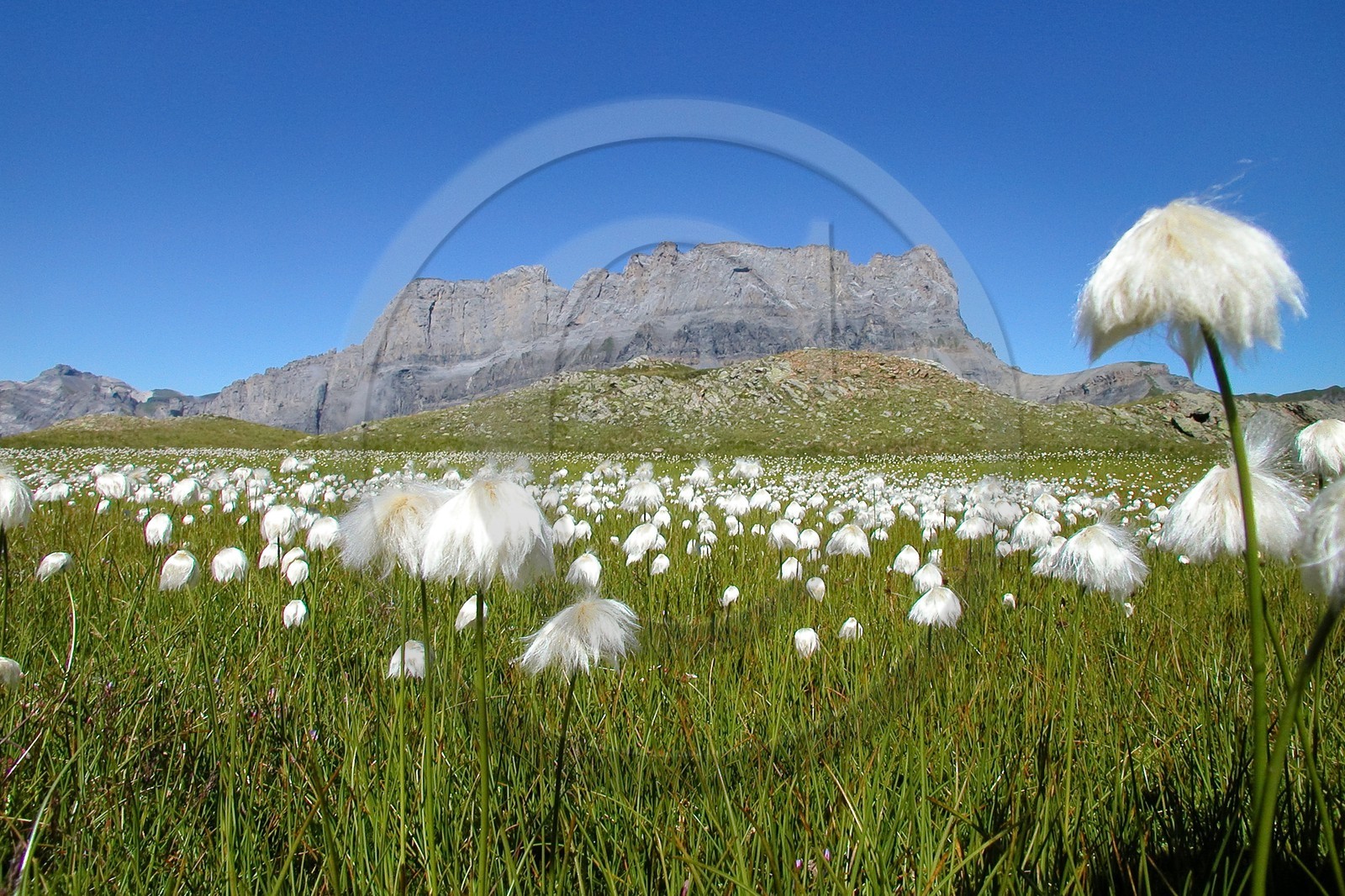 Réserve naturelle de Passy, Linaigrette de Scheuchzer ( Eriophorum scheuchzeri ) et la chaine des Fiz Réserve naturelle de Passy, Linaigrette de Scheuchzer ( Eriophorum scheuchzeri ) et la chaine des Fiz