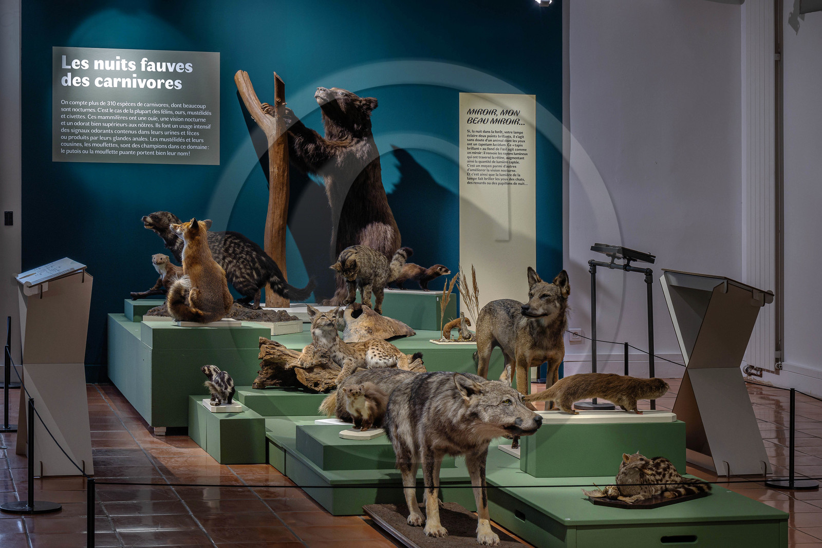 Musée Muséum départemental des Hautes-Alpes, Exposition Nuit