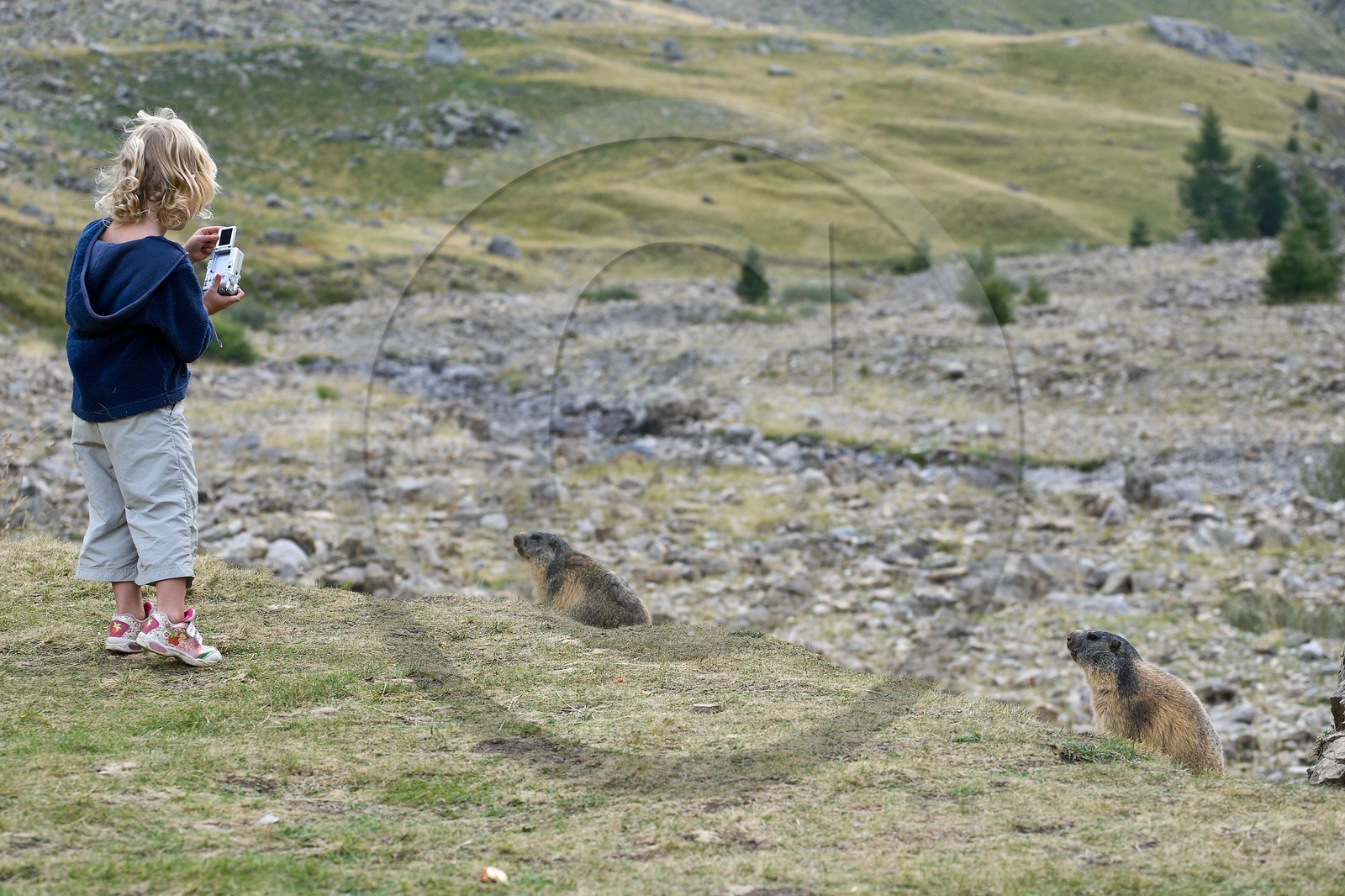 Marmotte des Alpes ( Marmota marmota )