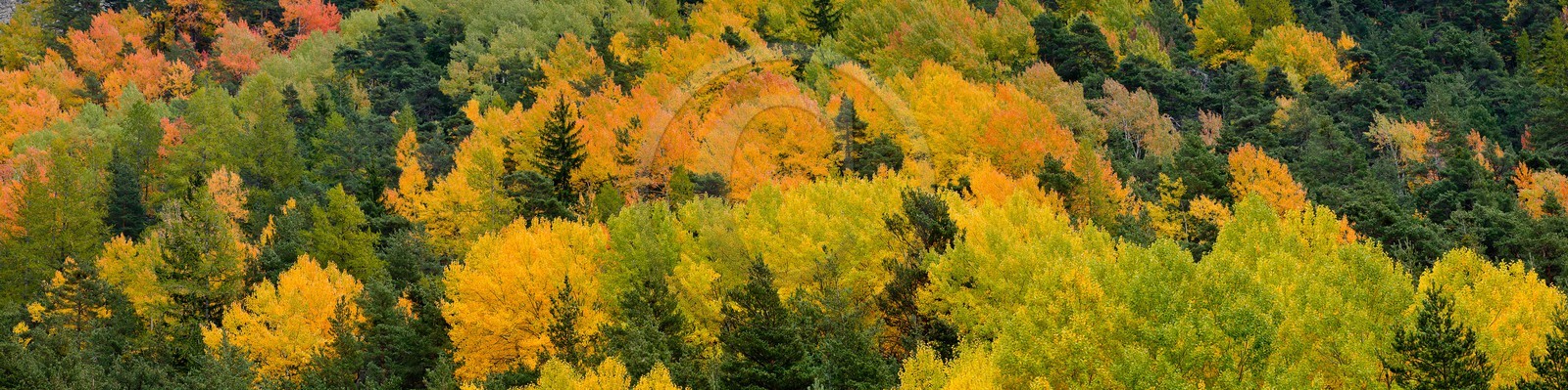 Forêt automne