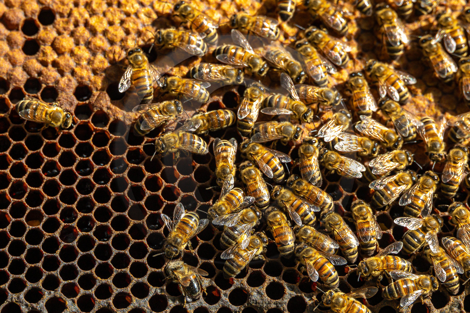 Jean-Jacques Daubert - Apiculteur