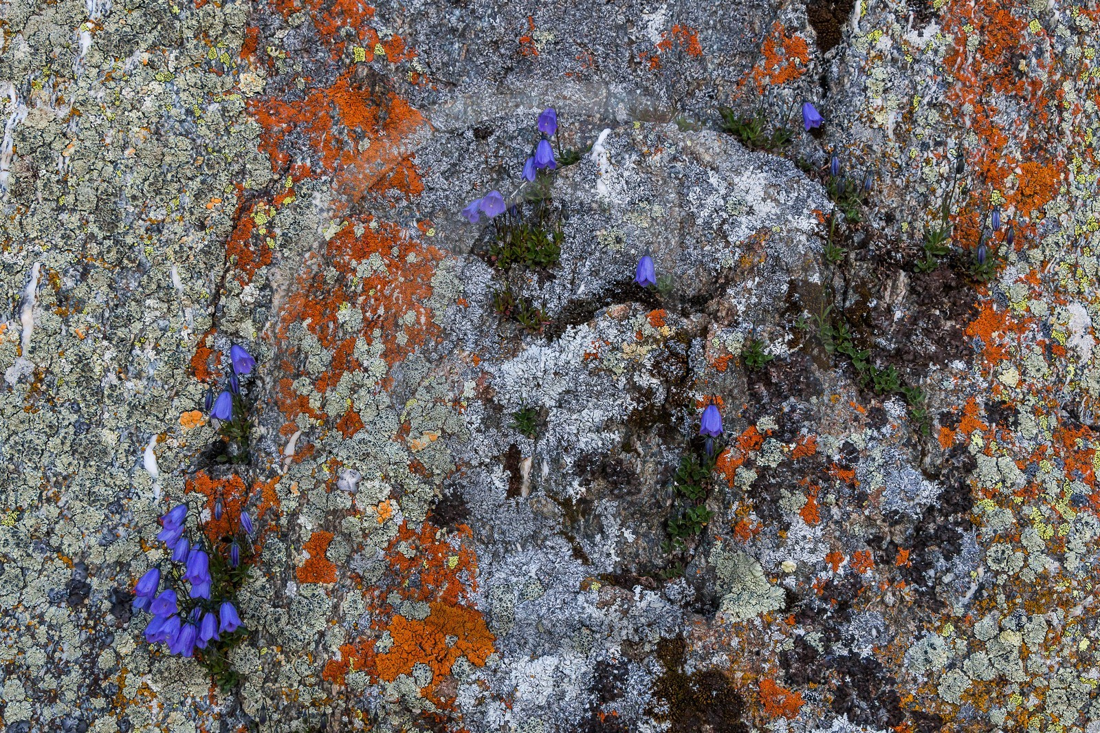 Campanule à feuilles rondes