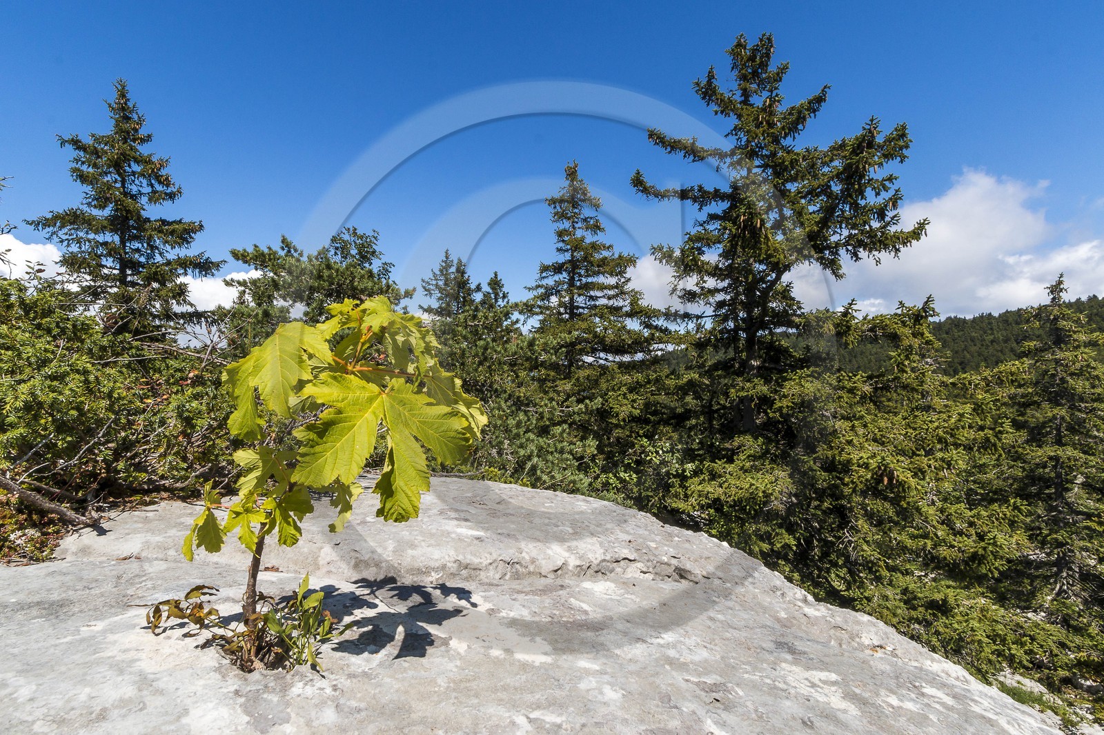 ENS de l'Isère, Plateau de la Molière et du Sornin