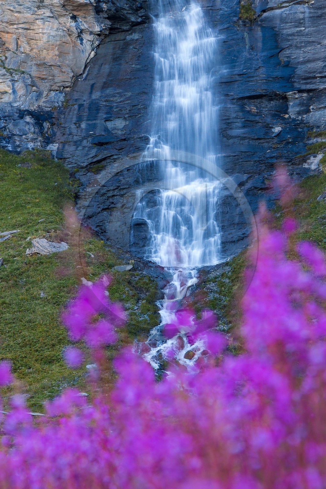 cascade du Vallon et épilobes en épis