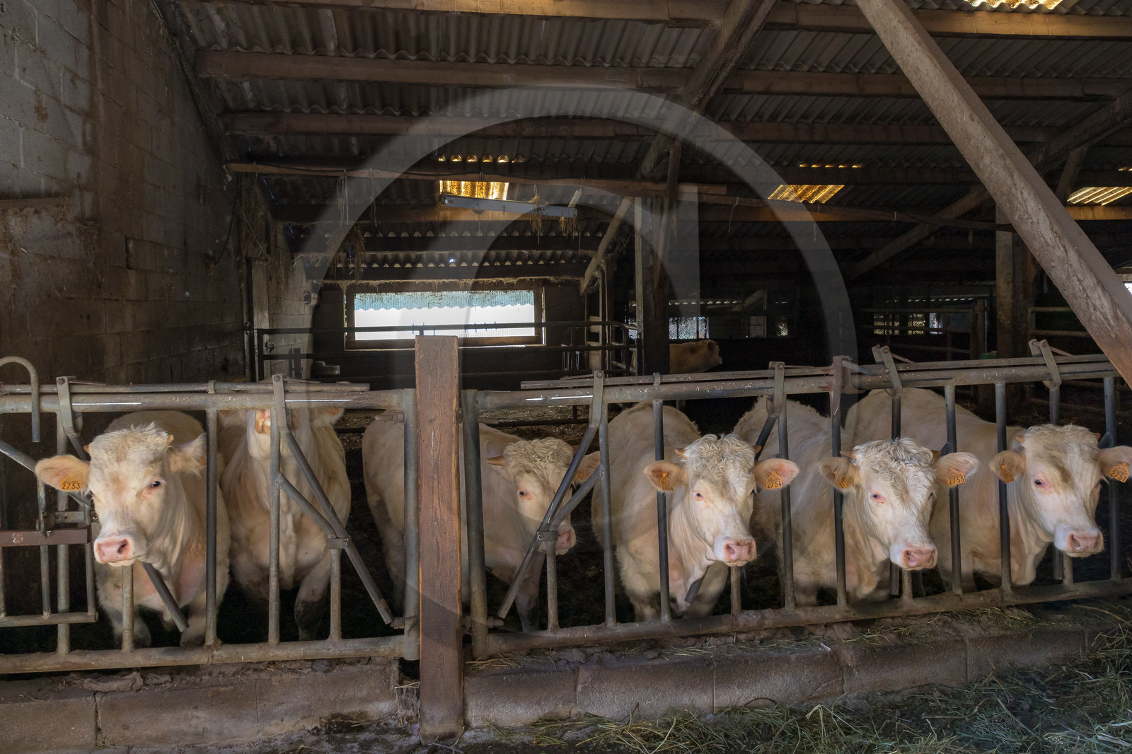 Ferme de Sauron, Laure Marcellin